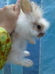 PF6276 - Angora Rabbit + Jersey Wooly Rabbit