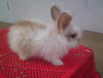 PF6276 - Angora Rabbit + Jersey Wooly Rabbit