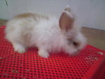 PF6276 - Angora Rabbit + Jersey Wooly Rabbit