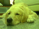 Muffin  - Golden Retriever Dog