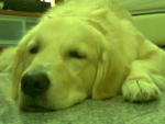 Muffin  - Golden Retriever Dog