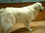 Muffin  - Golden Retriever Dog