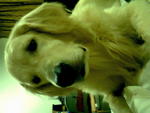 Muffin  - Golden Retriever Dog