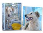 Karuna - Mixed Breed Dog