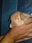 PF6285 - Holland Lop Rabbit