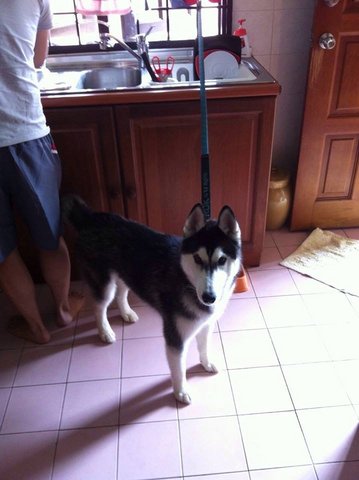 Kris - Siberian Husky Dog