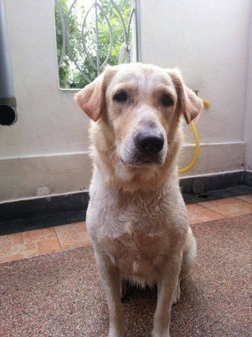 Bubbles - Labrador Retriever Dog