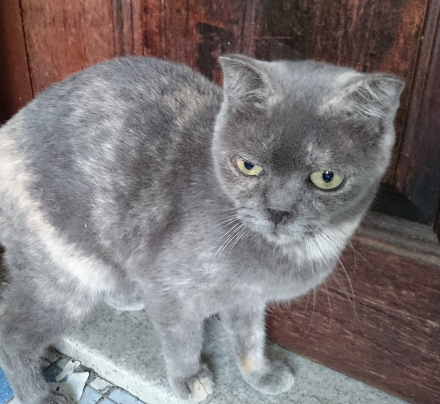 Pophi - Scottish Fold + Siamese Cat