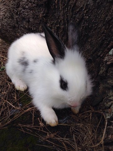 Lionhead-4 - Lionhead + Angora Rabbit Rabbit