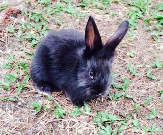 Lionhead-4 - Lionhead + Angora Rabbit Rabbit