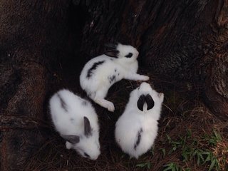 Lionhead-4 - Lionhead + Angora Rabbit Rabbit