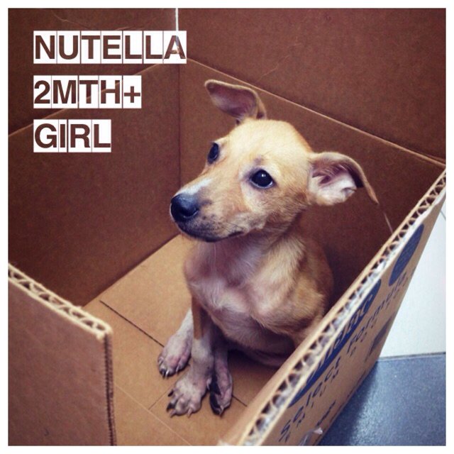 Nutella - Mixed Breed Dog