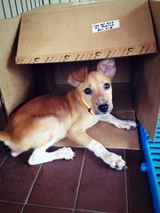 Nutella - Mixed Breed Dog