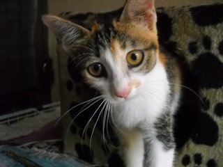 Lanee - Domestic Short Hair Cat