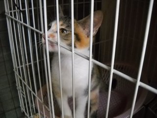 Lanee - Domestic Short Hair Cat