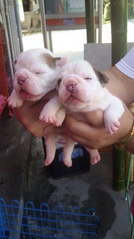 English Bulldog - English Bulldog Dog