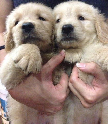 Golden Retriever - Huge Bone Struc - Golden Retriever Dog