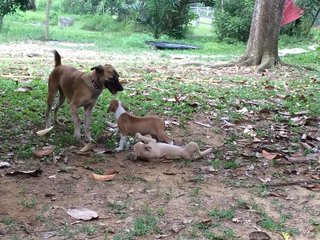 Topaz playing with her foster sister