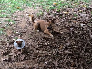 Pita playing with her foster big sister