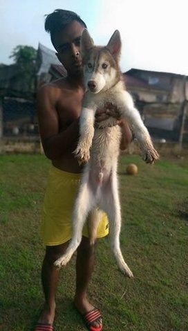 Husky Puppy - Husky Dog