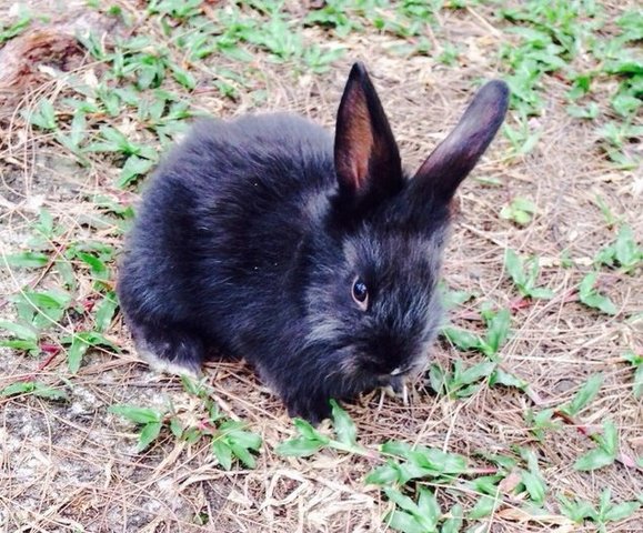 Lionhead-5 - Lionhead + Angora Rabbit Rabbit