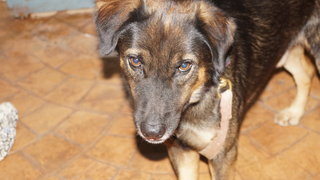 Ricky - Shepherd Mix Dog