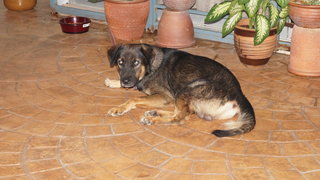 Ricky - Shepherd Mix Dog