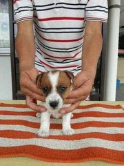 Jack Russel Terrier Puppy - Jack Russell Terrier Dog