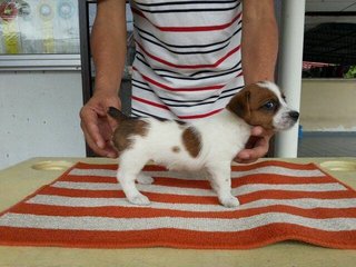 Jack Russel Terrier Puppy - Jack Russell Terrier Dog