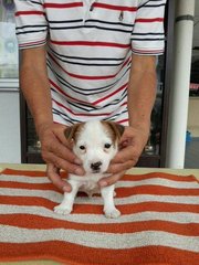 Jack Russel Terrier Puppy - Jack Russell Terrier Dog