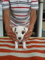 Jack Russel Terrier Puppy - Jack Russell Terrier Dog