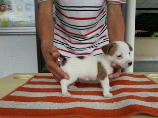 Jack Russel Terrier Puppy - Jack Russell Terrier Dog