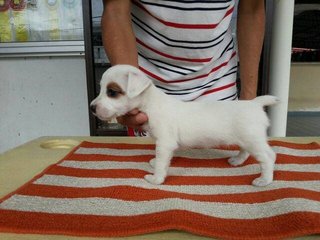 Jack Russel Terrier Puppy - Jack Russell Terrier Dog