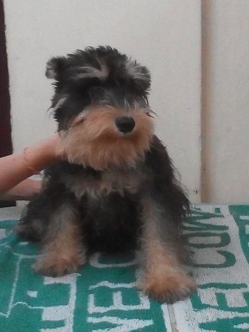 Mini Schnauzer Puppy (Promotion!!) - Schnauzer Dog