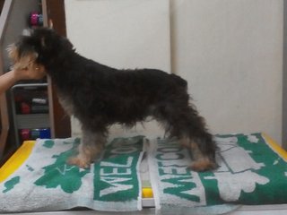 Mini Schnauzer Puppy (Promotion!!) - Schnauzer Dog