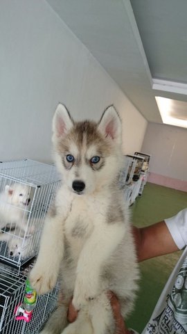 Siberian Husky Puppy For Sale   - Siberian Husky Dog