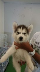 Siberian Husky Puppy For Sale   - Siberian Husky Dog