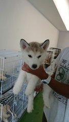 Siberian Husky Puppy For Sale   - Siberian Husky Dog