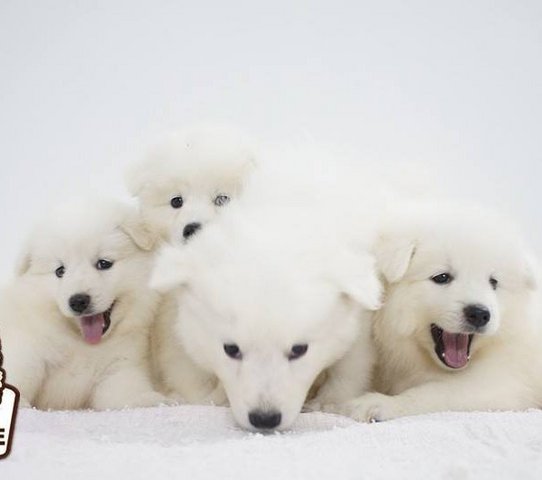 Samoyed Puppy ( Parent Imported ) - Samoyed Dog