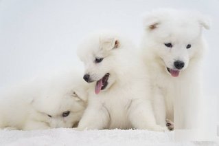 Samoyed Puppy ( Parent Imported ) - Samoyed Dog