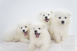 Samoyed Puppy ( Parent Imported ) - Samoyed Dog