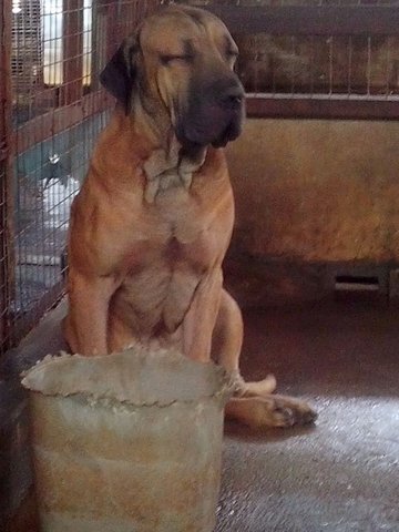 Fila Brasileiro  ( Parent Imported) - Fila Brasileiro Dog