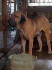 Fila Brasileiro  ( Parent Imported) - Fila Brasileiro Dog