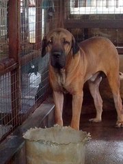 Fila Brasileiro  ( Parent Imported) - Fila Brasileiro Dog