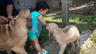 Fila Brasileiro  ( Parent Imported) - Fila Brasileiro Dog