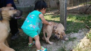 Fila Brasileiro  ( Parent Imported) - Fila Brasileiro Dog