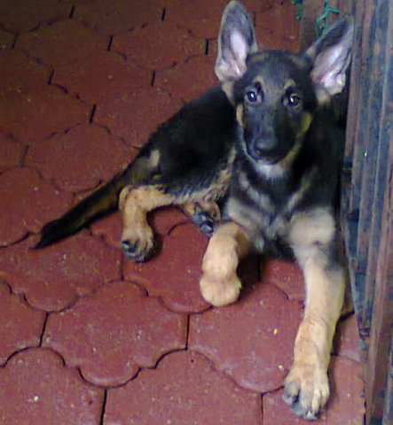  German Shepherd( Cham N Imp Line ) - German Shepherd Dog Dog