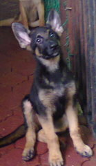  German Shepherd( Cham N Imp Line ) - German Shepherd Dog Dog