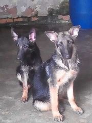  German Shepherd( Cham N Imp Line ) - German Shepherd Dog Dog