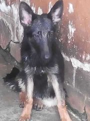  German Shepherd( Cham N Imp Line ) - German Shepherd Dog Dog